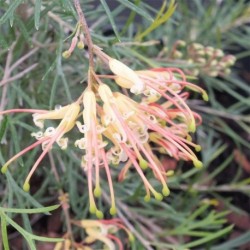 Grevillea semperflorens