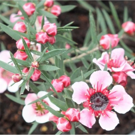 Leptospermum scoparium Martini