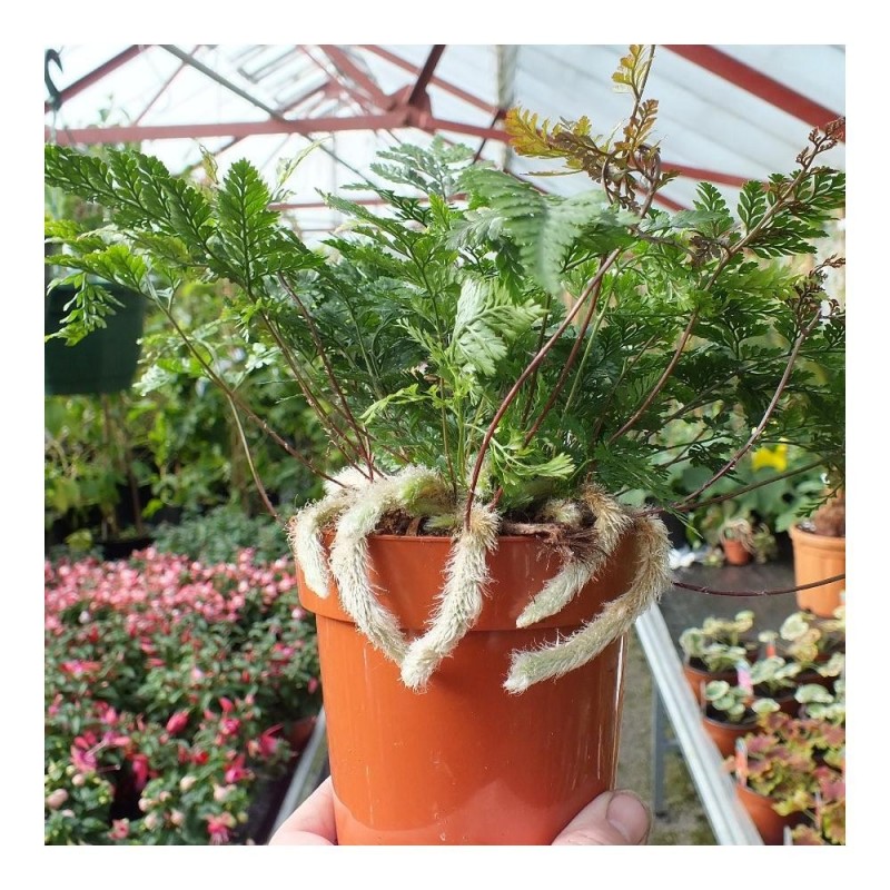 Davallia humata tyermanii