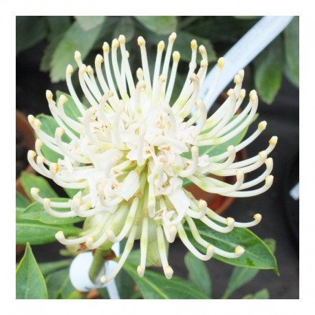 Telopea New Shady Lady White