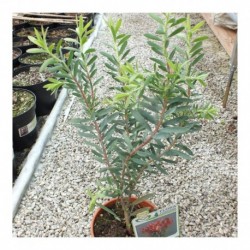 Leucadendron Safari Magic