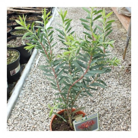 Leucadendron Safari Magic