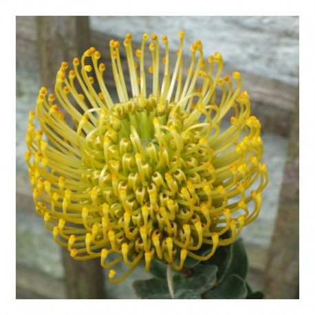 Leucospermum Ayoba Gold