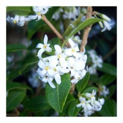 Osmanthus burkwoodii