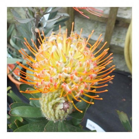 Leucospermum 'Orange Zest'
