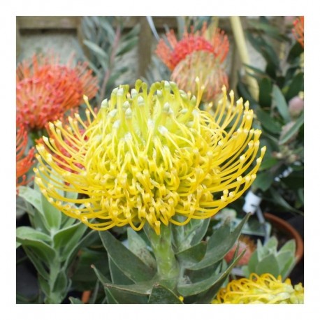 Leucospermum 'Ayoba Yellow'