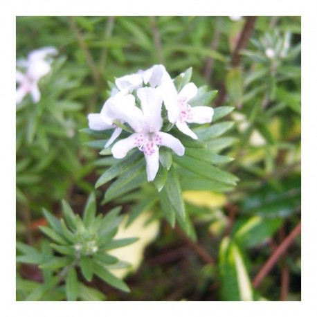 Westringia fruticosa