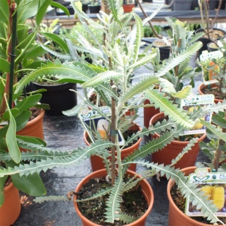 Banksia prionotes Dwarf form