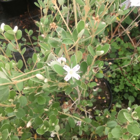 Correa alba Pinkie