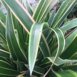 Bilbergia nutans variegata