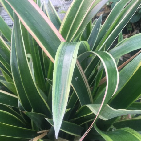 Bilbergia nutans variegata
