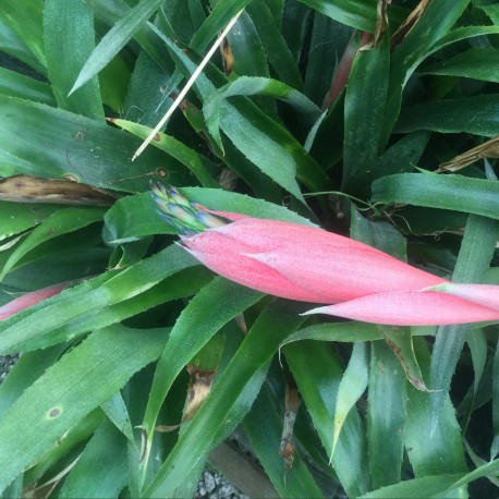Bilbergia windii