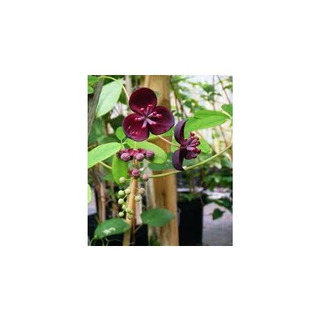 Akebia quinata Amethyst