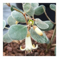 Correa backhousiana