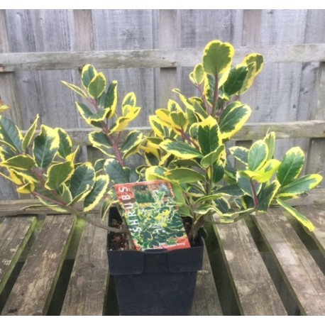 Ilex x altaclerensis 'Golden King'