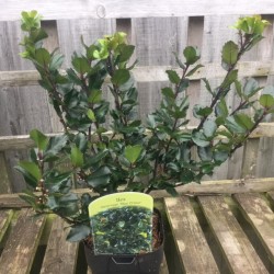 Ilex meserveae 'Blue Prince' (male)