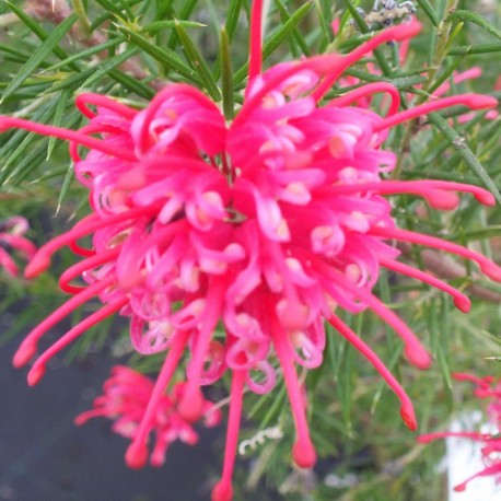 Grevillea juniperina