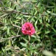 Leptospermum scoparium Red Damask