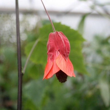 Abutilon Hinton Seedling