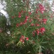 Grevillea Clearview David