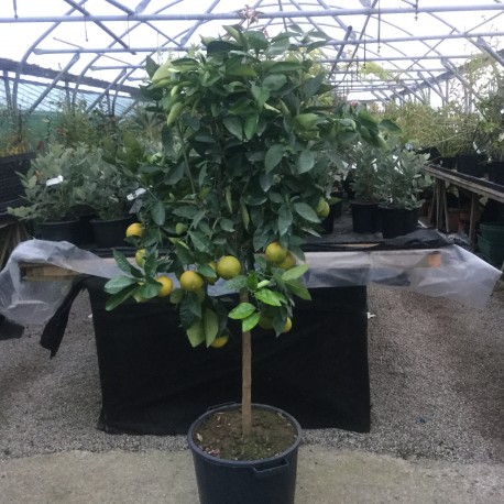 Citrus Orange sinensis 170cm standard