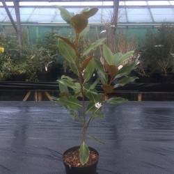 Magnolia grandiflora 'Little Gem'