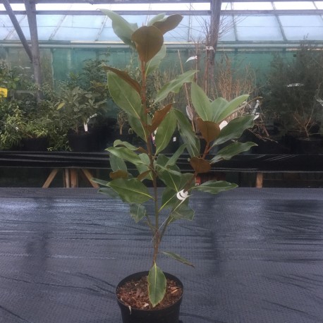 Magnolia grandiflora 'Little Gem'