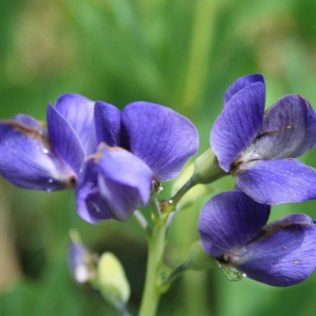 Baptisia australis