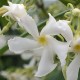 Trachelospermum jasminoides