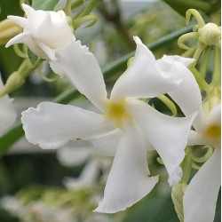 Trachelospermum jasminoides