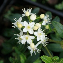 Acradenia frankliniae
