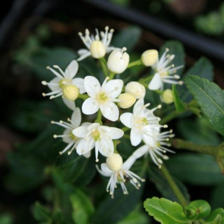 Acradenia frankliniae
