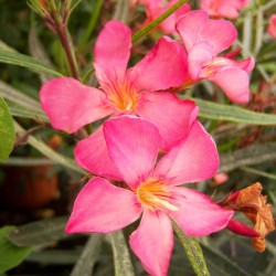 Nerium Oleander