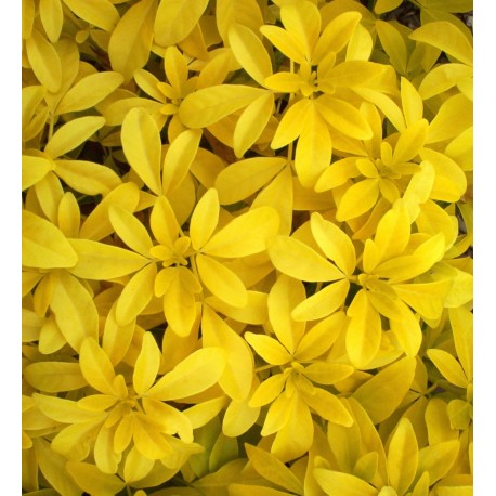 Choisya ternata 'Sundance'