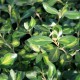 Olearia traversii Tweedledum