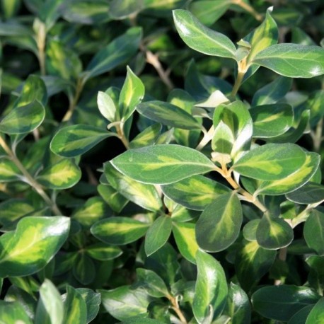Olearia traversii Tweedledum