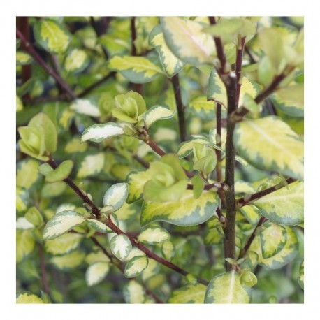 Pittosporum tenuifolium 'Tandara Gold'