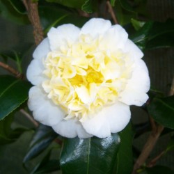 Camellia japonica 'Brushfields Yellow'