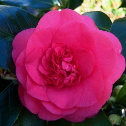 Camellia Bush 3ltr x 2