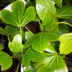 Pseudopanax Cyril Watson