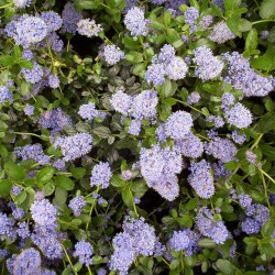 Ceanothus thyrsiflorus 'Repens'