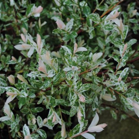 Salix integra Hakuro-Nishiki (v)