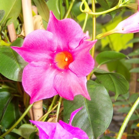 Mandevilla sanderi Rosea