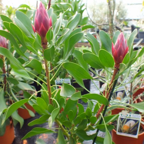 Protea Cynaroides 'Madiba'