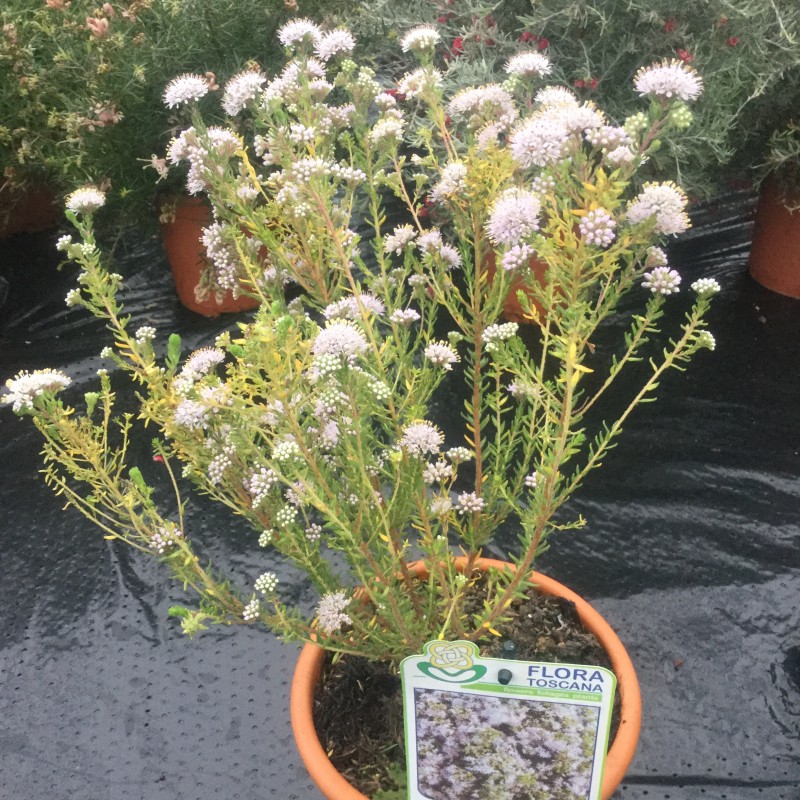 Agathosma serpyllacea Buchu Plants Cross Common Nursery