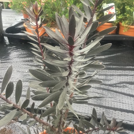 Leucadendron Burgundy Sunset