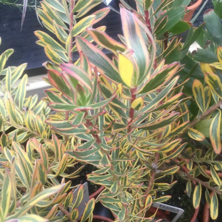 Leucadendron Jester (Safari Sunshine)