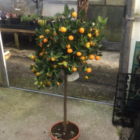 Citrus Orange 'Calamondin' 120-130cm Standard