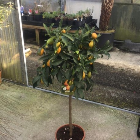 Citrus Kumquat Nagami 110- 120cm