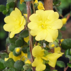 Hibbertia aspera